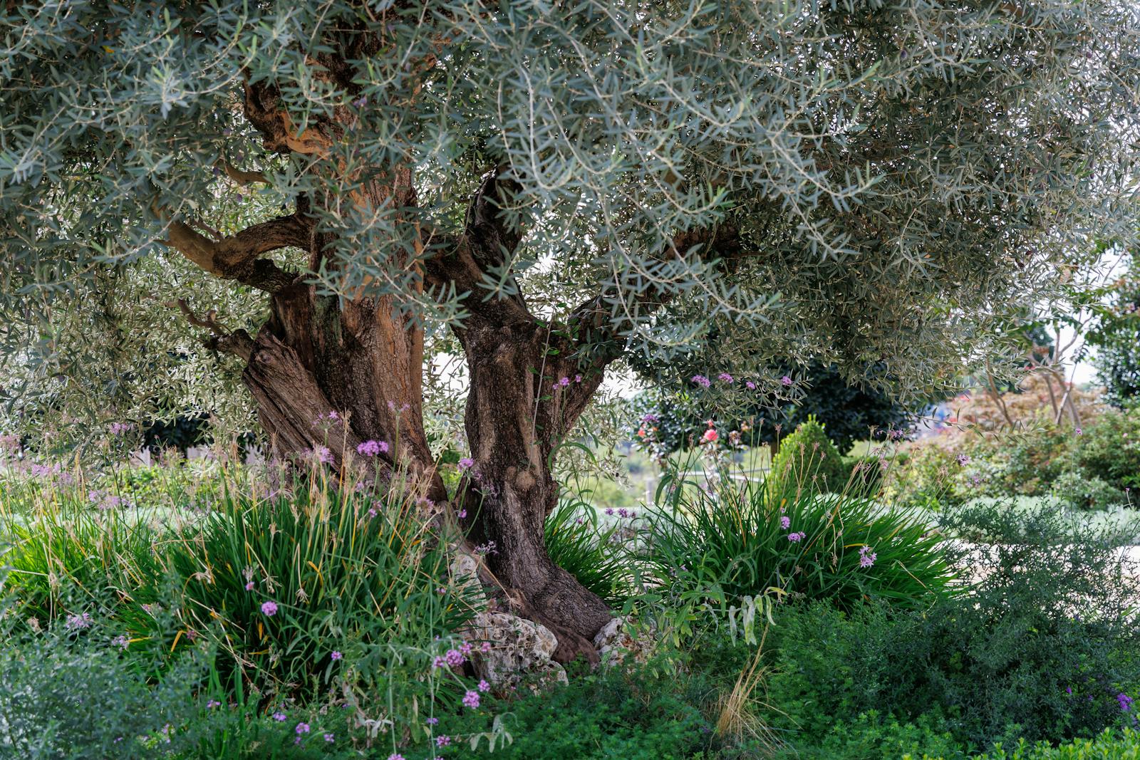 Jardin paysager entretenu a La Trinité et Nice